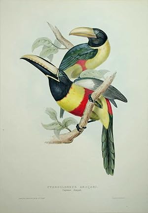 Pteroglossus Aracari. Cayene Aracari.
