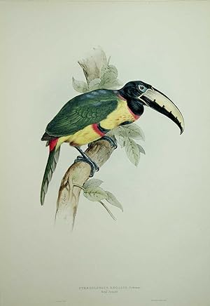 Pteroglossus Regalis. Royal Aracari.