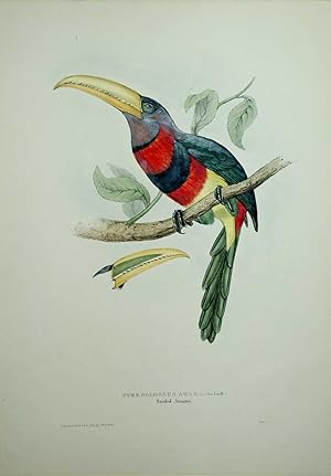 Pteroglossus Azara. Banded Aracari.