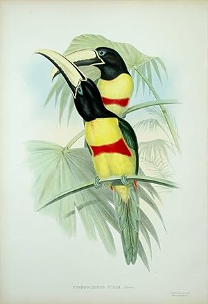 Pteroglossus Wiedi. Prince Maximilian's Aracari.