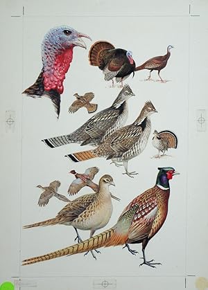 Turkey, Pheasant, Grouse