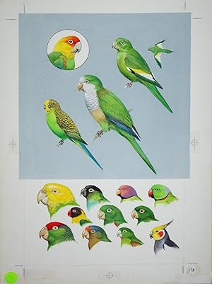 Parrots (Escapes)