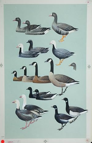 Geese, Brant