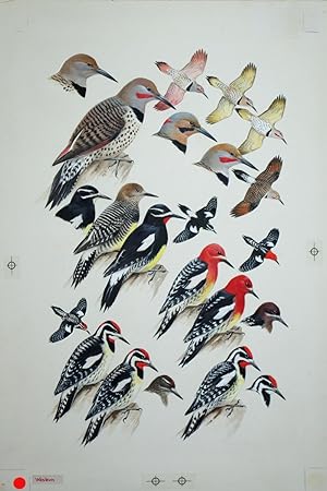 Woodpeckers, Flickers, Sapsuckers