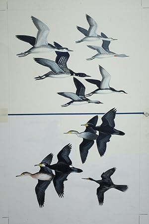 Loons, Cormorants in Flight