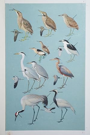 Bitterns, Herons, Cranes