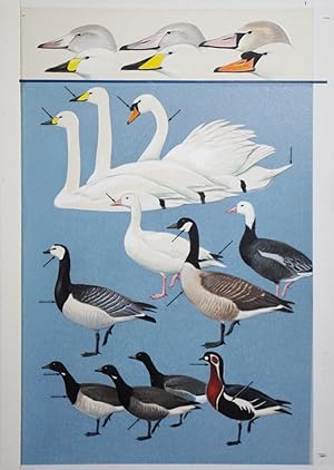 Swans, Geese