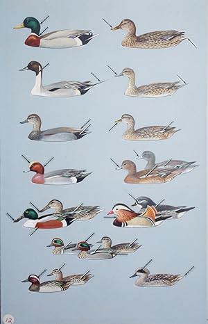 Marsh Ducks