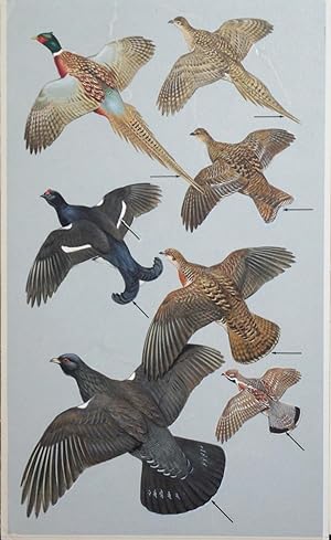 Pheasants, Gamebirds