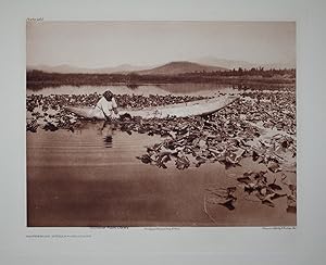 Gathering Wokas - Klamath, Plate 460 from The North American Indian. Portfolio XIII