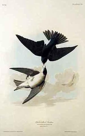 Plate 98 (XCVIII) - White-Bellied Swallow