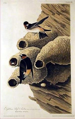 Plate 68 - Republican Cliff Swallow