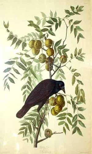 Plate 156 (CLVI) - American Crow