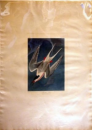 Plate 240 (CCXL) - Roseate Tern