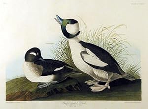 Plate 325 (CCCXXV) - Buffel-Headed Duck