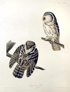 Plate 380 (CCCLXXX) - Tengmalm's Owl