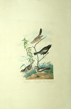 Plate 390 (CCCXC) - Lark Finch/Prairie Finch/Brown Long Sparrow