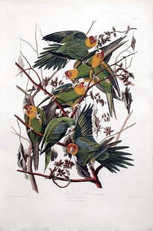 Plate 26 (XXVI) - Carolina Parrot