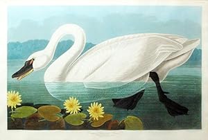 Plate 411 (CCCCXI) - Common American Swan