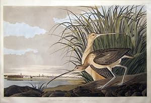 Plate 231 (CCXXXI) - Long-Billed Curlew
