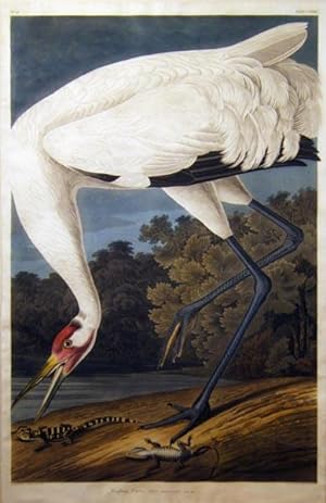 Plate 226 (CCXXVI) - Hooping Crane