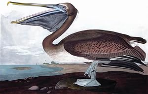 Plate 421 (CCCCXXI) - Brown Pelican