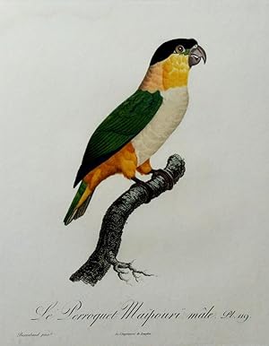 Histoire Naturelle des Perroquets - Plate 119