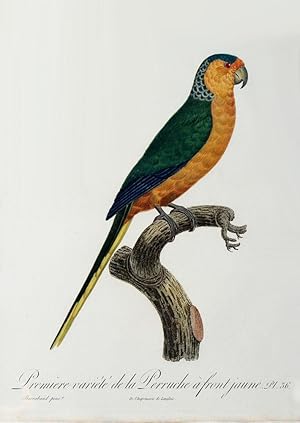 Histoire Naturelle des Perroquets - Plate 36