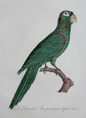 Histoire Naturelle des Perroquets - Plate 15