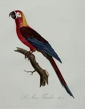 Histoire Naturelle des Perroquets - Plate 5