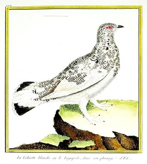 Histoire Naturelle des Oiseaux - Plate 494
