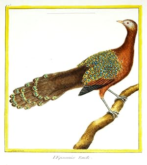 Histoire Naturelle des Oiseaux - Plate 493