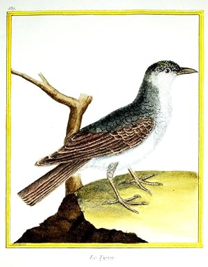 Histoire Naturelle des Oiseaux - Plate 537