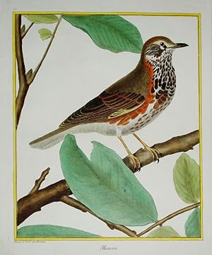 Histoire Naturelle des Oiseaux - Plate 51