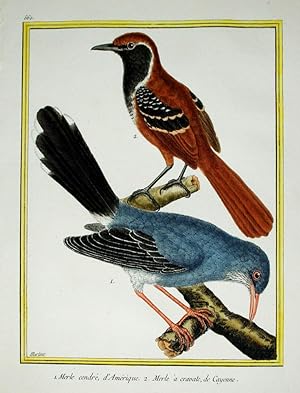 Histoire Naturelle des Oiseaux - Plate 560