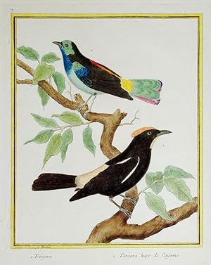 Histoire Naturelle des Oiseaux - Plate 7
