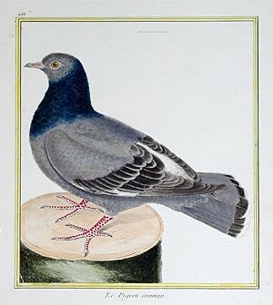 Histoire Naturelle des Oiseaux - Plate 466