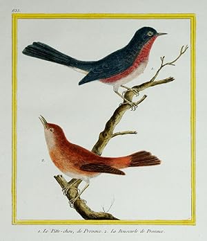 Histoire Naturelle des Oiseaux - Plate 655