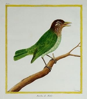Histoire Naturelle des Oiseaux - Plate 870