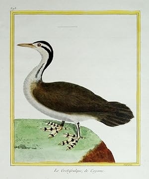 Histoire Naturelle des Oiseaux - Plate 893