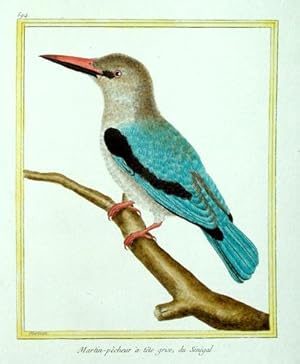 Histoire Naturelle des Oiseaux - Plate 594