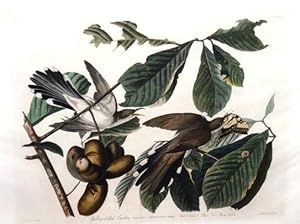 Plate 2 - Yellow-billed Cuckoo