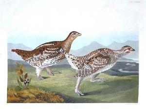 Plate 382 - Sharp-tailed Grouse