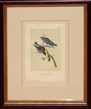 Plate 135 - Western Blue Bird