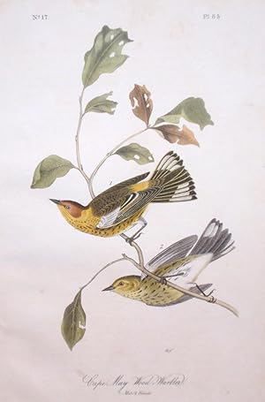 Plate 85 - Cape May Wood Warbler