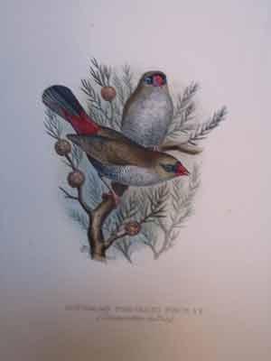 Austrailian Fire-Tailed Finch