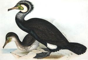 Common Cormorant - Phalacrocorax Carbo