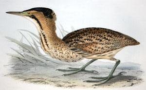 Common Bittern - Botaurus stellarus