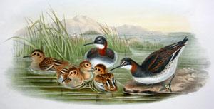 Lobipes Hyperboreus (Red-necked Phalarope)