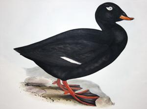 Velvet Scoter, Oidemia fusca